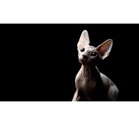 OZLHSP giochi bimba femmina puzzle 1000 pezzi Animale 75x50cm