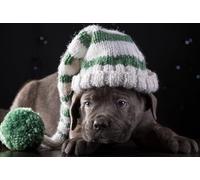 OZLHSP giochi bimba femmina puzzle 500 pezzi Cuccioli di Cane Corso 52x38cm