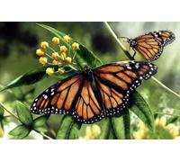 OZLHSP giochi bimba femmina puzzle 500 pezzi Farfalle monarca Insetti Animali 52x38cm