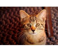 OZLHSP giochi bimba femmina puzzle 500 pezzi Gattini Animali 52x38cm