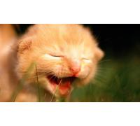 OZLHSP giochi bimbe dai puzzle 500 pezzi Animali gattini 52x38cm