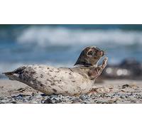 OZLHSP giochi bimbe dai puzzle 500 pezzi Foche Animali 52x38cm