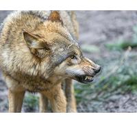 OZLHSP giochi bimbe dai puzzle 500 pezzi Lupi Animali 52x38cm