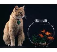 OZLHSP giochi bimbi puzzle 500 pezzi Animali 52x38cm