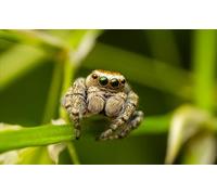 OZLHSP giochi bimbi puzzle 500 pezzi Ragni Insetti Animali 52x38cm