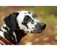 OZLHSP giochi per adulti puzzle 1500 pezzi Animale dalmata 87x57cm