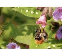 OZLHSP giochi per adulti puzzle 500 pezzi Api Insetti Animali 52x38cm