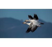 OZLHSP giochi per bambine di femmine puzzle 500 pezzi Animali delle oche 52x38cm