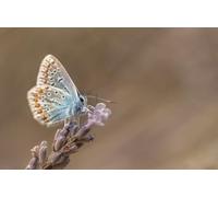 OZLHSP giochi per bambine di femmine puzzle 500 pezzi Animali farfalla 52x38cm