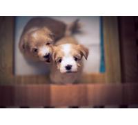 OZLHSP giochi per bambine di femmine puzzle 500 pezzi Cucciolo di Bichon Havanese 52x38cm