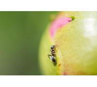 OZLHSP giochi per bambine di femmine puzzle 500 pezzi Formiche Animali 52x38cm