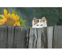 OZLHSP giochi per bambine di femmine puzzle 500 pezzi Gatti Animali 52x38cm