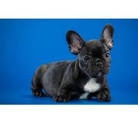 OZLHSP giochi per bambine puzzle 1000 pezzi Cuccioli di bulldog francese 75x50cm