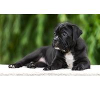 OZLHSP giochi per bambine puzzle 1500 pezzi Cuccioli di Cane Corso 87x57cm