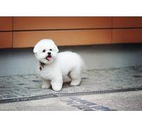 OZLHSP giochi per bambine puzzle 500 pezzi Animali Bolognesi 52x38cm