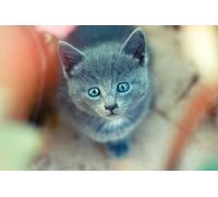 OZLHSP giochi per bambine puzzle 500 pezzi Gattini Animali 52x38cm