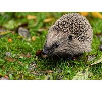 OZLHSP giochi per bambine puzzle 500 pezzi Ricci Animali 52x38cm