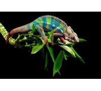 OZLHSP giochi per bambini femmina puzzle 1000 pezzi Animale camaleonte 75x50cm