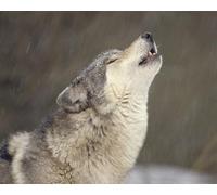 OZLHSP giochi per bambini femmina puzzle 1000 pezzi Lupi Animali 75x50cm