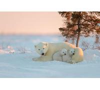 OZLHSP giochi per bambini femmina puzzle 1000 pezzi Orsi del Nord Animale 75x50cm