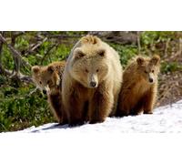 OZLHSP giochi per bambini femmina puzzle 1000 pezzi Orso Animale 75x50cm