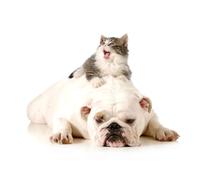 OZLHSP giochi per bambini femmina puzzle 500 pezzi Bulldog Gatto Animale 52x38cm