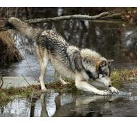 OZLHSP giochi per bambini femmina puzzle 500 pezzi Lupi Animali 52x38cm