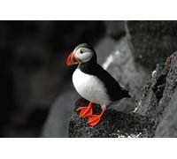 OZLHSP giochi puzzle 500 pezzi Animali senza uscita 52x38cm