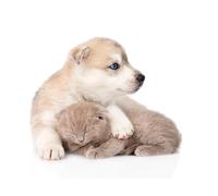 OZLHSP giochi puzzle 500 pezzi Cuccioli di Husky Siberiano 52x38cm