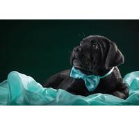 OZLHSP giochi puzzle 500 pezzi Cucciolo di Cane Corso 52x38cm