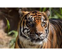 OZLHSP gioco bambina femmina puzzle 500 pezzi Animale tigre 52x38cm