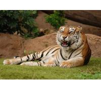 OZLHSP gioco bambina femmina puzzle 500 pezzi Tigri Grandi Animali 52x38cm