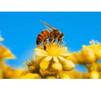 OZLHSP gioco bambina puzzle 1000 pezzi Api Insetti Animali 75x50cm