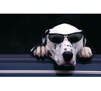 OZLHSP gioco bambina puzzle 500 pezzi Animale dalmata 52x38cm