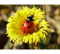 OZLHSP gioco bambina puzzle 500 pezzi Animali insetti 52x38cm