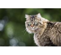 OZLHSP gioco bambina puzzle 500 pezzi Gatti Molto Animale Gatto 52x38cm