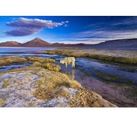 OZLHSP gioco bambina puzzle 500 pezzi Lama Bolivia Animali 52x38cm