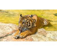 OZLHSP gioco bambina puzzle 500 pezzi Tigri Animali 52x38cm