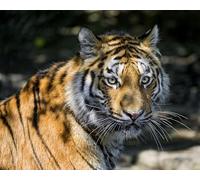 OZLHSP gioco bambina puzzle 500 pezzi Tigri Grandi felini Animali 52x38cm