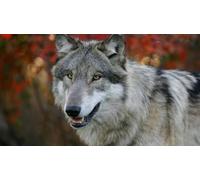 OZLHSP gioco per bambini puzzle 500 pezzi Lupi Animali 52x38cm