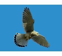 OZLHSP il gioco della vita adulti puzzle 1500 pezzi Falco che vola sugli animali 87x57cm