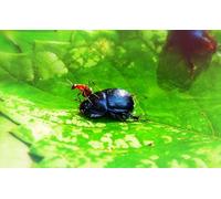 OZLHSP il gioco della vita adulti puzzle 500 pezzi Coleotteri Formiche Insetti Animali 52x38cm