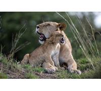 OZLHSP il gioco della vita adulti puzzle 500 pezzi Cuccioli di leone carini 52x38cm