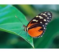 OZLHSP il gioco della vita adulti puzzle 500 pezzi Farfalle Insetti Animali 52x38cm