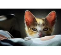 OZLHSP il gioco della vita adulti puzzle 500 pezzi Gattini Animali 52x38cm