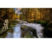 OZLHSP il gioco della vita adulti puzzle 500 pezzi Husky Norvegia 52x38cm
