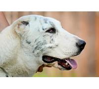 OZLHSP il gioco della vita adulti puzzle 500 pezzi Pastore dell'Asia centrale 52x38cm