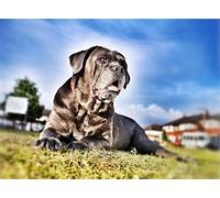 OZLHSP imballaggi 500 Animali Cane Corso 52x38cm