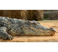 OZLHSP imballaggi 500 Coccodrilli Animali 52x38cm