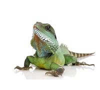 OZLHSP imballaggi 500 Rettili 52x38cm